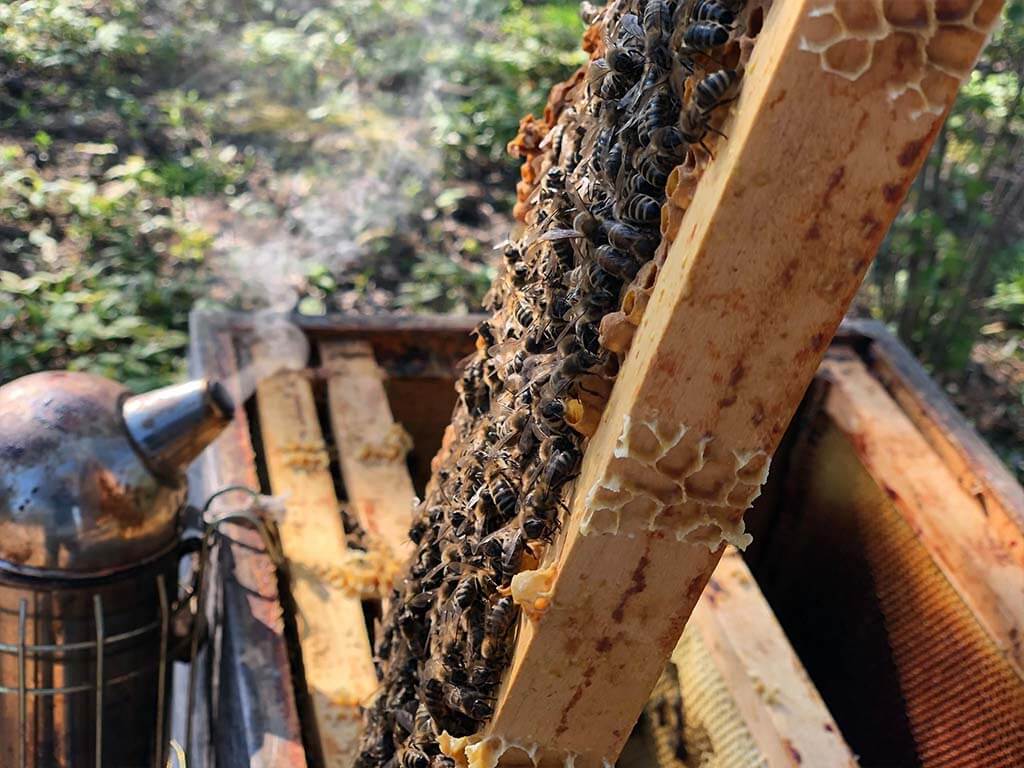 Bienenvolk auf einer Wabe