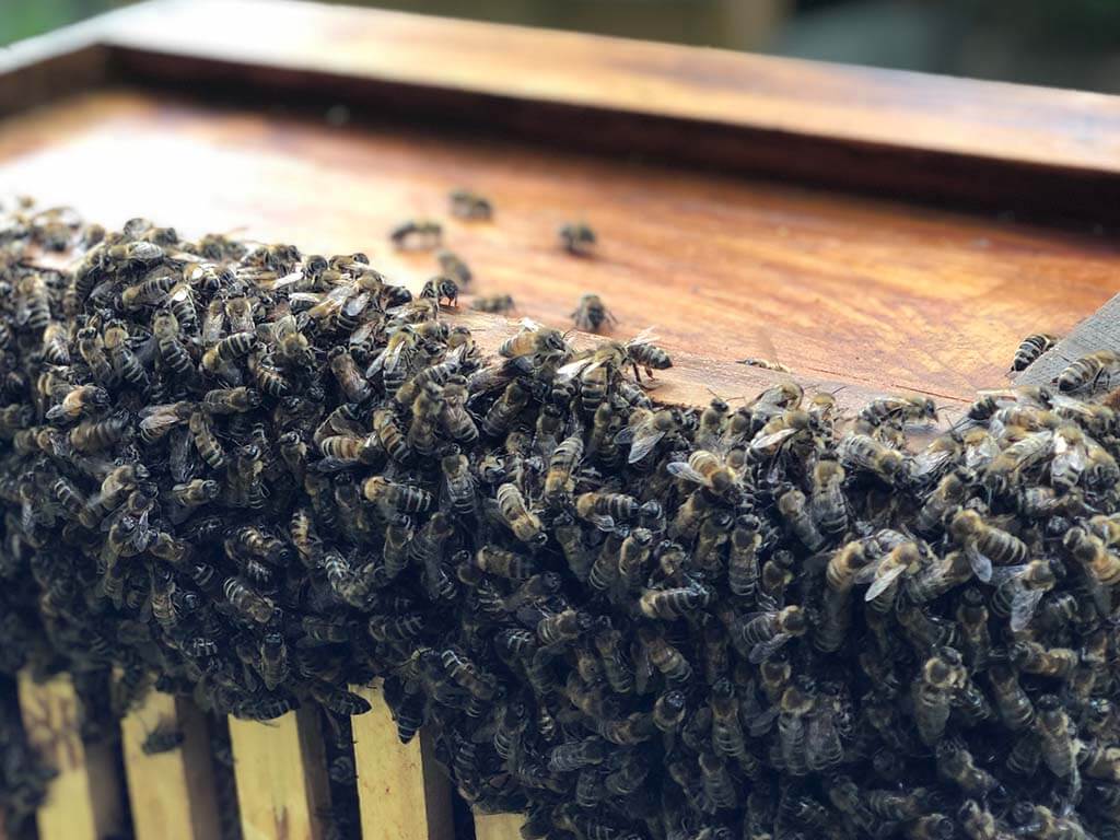 Ein Bienenvolk