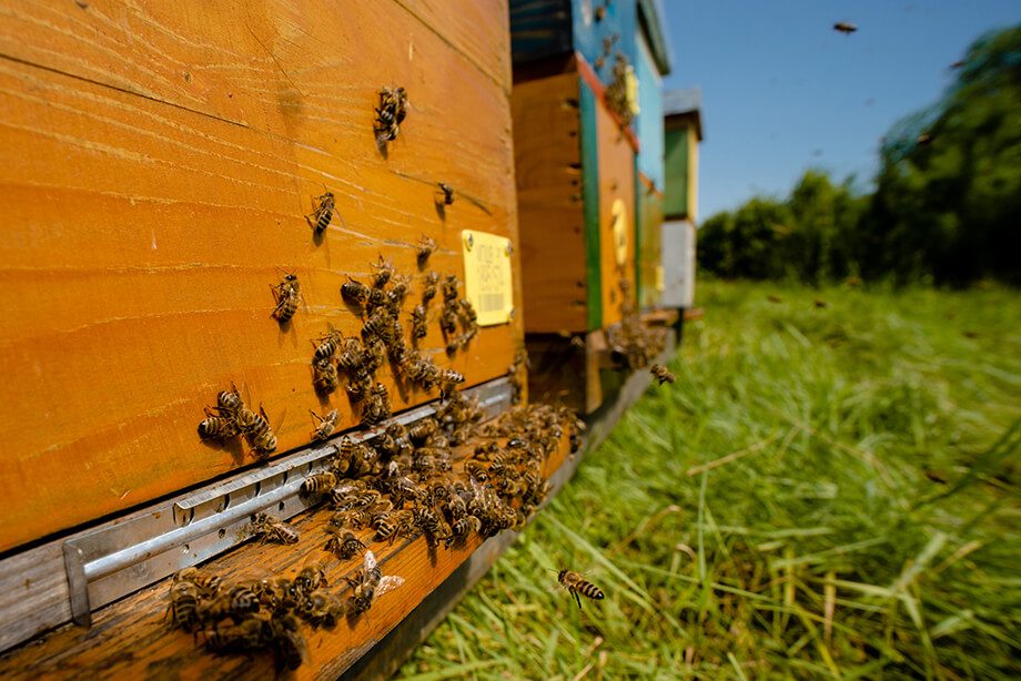 Ein Bienenvolk an einem Bienenkasten